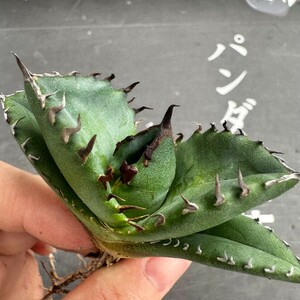 K40【パンダ園芸】発根済 稀少 アガベ チタノタ 翼竜 agave titanota pteranodon TC株 