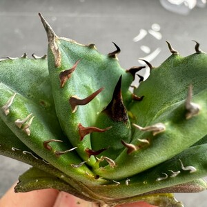 K41【パンダ園芸】発根済 稀少 アガベ チタノタ 翼竜 agave titanota pteranodon TC株 