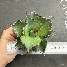 K52【パンダ園芸】アガベ チタノタ 多肉植物 蟹 カニ強棘 極上株発根済み_画像8