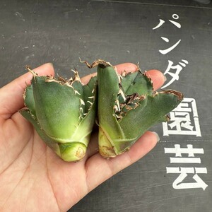 K61【パンダ園芸】アガベ 多肉植物 チタノタ 白鯨　超極上棘優良血統狂刺美株 胴切り天芽大子株2株