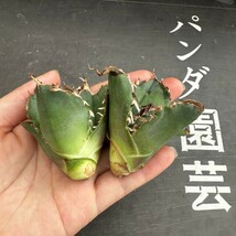 K61【パンダ園芸】アガベ 多肉植物 チタノタ 白鯨　超極上棘優良血統狂刺美株 胴切り天芽大子株2株_画像1