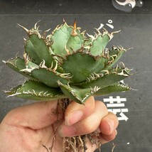 K70【パンダ園芸】多肉植物アガベ チタノタ フィリグリー 圓葉拇指台湾輸入株 強棘 発根済み_画像8