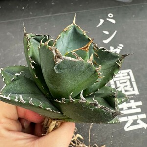 K72 【パンダ園芸】 特選 アガベ チタノタ柊月 agave titanota holly moon