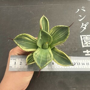 L20【パンダ園芸】多肉植物アガベ パリー トランカータ ライムストリーク アイス発根済み の画像7