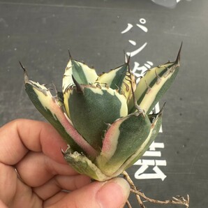 L25【パンダ園芸】 アガベ チタノタ スナグルトゥース 暴牙 胴切り天芽発根済みの画像7