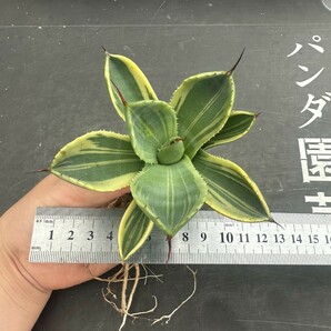 L47【パンダ園芸】多肉植物アガベ パリー トランカータ ライムストリーク アイス発根済みの画像7