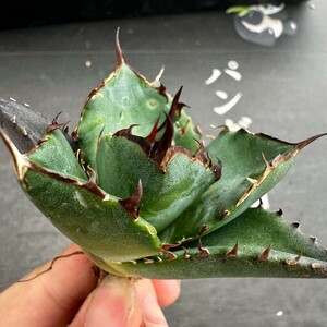 L62【パンダ園芸】アガベ　チタノタ HADES ハデス 恐竜牙歯 Agave titanota Hades　メリクロン株 発根済み 