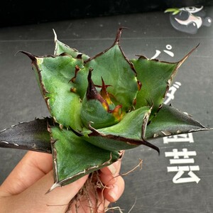 L63【パンダ園芸】アガベ　チタノタ HADES ハデス 恐竜牙歯 Agave titanota Hades　メリクロン株 発根済み 