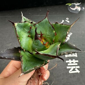 L63【パンダ園芸】アガベ チタノタ HADES ハデス 恐竜牙歯 Agave titanota Hades メリクロン株 発根済み の画像1