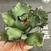 H21【パンダ園芸】特選 アガベ 多肉植物 チタノタ 黒鯨 強棘 短い葉 短い葉 _画像1