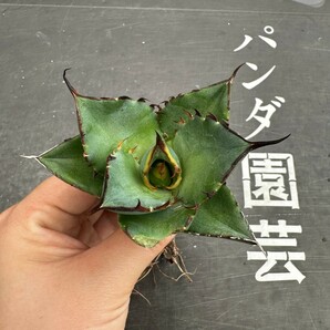 M39【パンダ園芸】アガベ チタノタ HADES ハデス 恐竜牙歯 Agave titanota Hades メリクロン株 発根済み の画像2