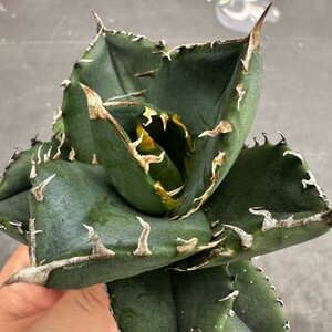 M46【パンダ園芸】 特選 アガベ チタノタ柊月 agave titanota holly moon