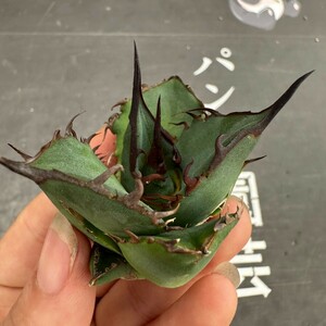 M53【パンダ園芸】特選 アガベ 多肉植物 チタノタ 黑鷹 ‘Blackhawk’ 強棘 胴切り天芽 極上株