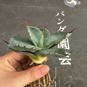 M57【パンダ園芸】多肉植物 アガベ パリー トランカータの画像3