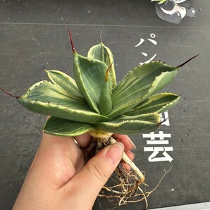 M67【パンダ園芸】多肉植物アガベ パリー トランカータ ライムストリーク アイス発根済みの画像3