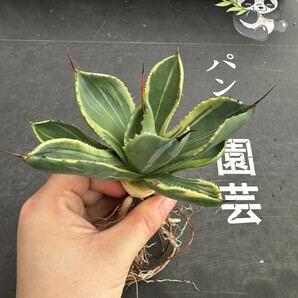 M69【パンダ園芸】多肉植物アガベ パリー トランカータ ライムストリーク アイス発根済みの画像2