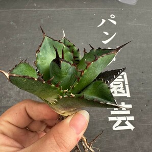 N30【パンダ園芸】アガベ チタノタ HADES ハデス 恐竜牙歯 Agave titanota Hades メリクロン株 発根済み の画像3