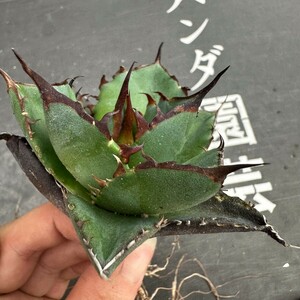 N32【パンダ園芸】アガベ　チタノタ HADES ハデス 恐竜牙歯 Agave titanota Hades　メリクロン株 発根済み 