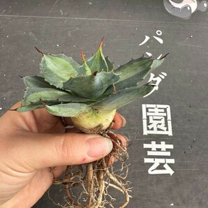 N45.【パンダ園芸】 アガベ パリー ホーチエンシス 極上斑 斑入り 吉祥天錦 Agave parryi f.variegata 特選優良強棘株 の画像3