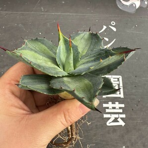 N45.【パンダ園芸】 アガベ パリー ホーチエンシス 極上斑 斑入り 吉祥天錦 Agave parryi f.variegata 特選優良強棘株 の画像2