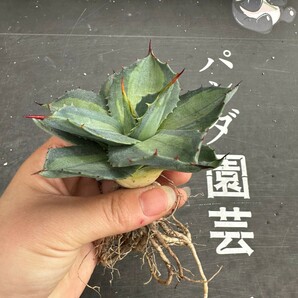 N45.【パンダ園芸】 アガベ パリー ホーチエンシス 極上斑 斑入り 吉祥天錦 Agave parryi f.variegata 特選優良強棘株 の画像4