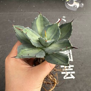 N46.【パンダ園芸】 アガベ パリー ホーチエンシス 極上斑 斑入り 吉祥天錦 Agave parryi f.variegata 特選優良強棘株 の画像4