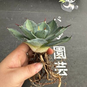 N46.【パンダ園芸】 アガベ パリー ホーチエンシス 極上斑 斑入り 吉祥天錦 Agave parryi f.variegata 特選優良強棘株 の画像5