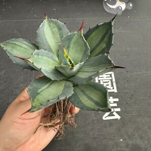 N47.【パンダ園芸】 アガベ パリー ホーチエンシス 極上斑 斑入り 吉祥天錦 Agave parryi f.variegata 特選優良強棘株 の画像7