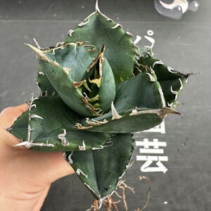 N98 【パンダ園芸】 特選 アガベ チタノタ柊月 agave titanota holly moon