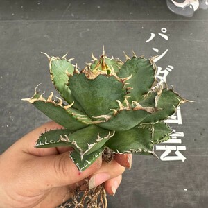 N102【パンダ園芸】多肉植物アガベ チタノタ フィリグリー 圓葉拇指台湾輸入株 強棘 発根済み