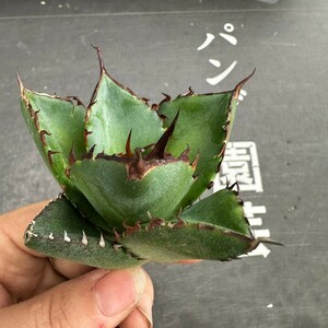 N105【パンダ園芸】アガベ　チタノタ HADES ハデス 恐竜牙歯 Agave titanota Hades　メリクロン株 発根済み 