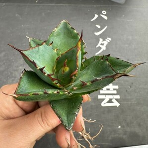 N106【パンダ園芸】アガベ チタノタ HADES ハデス 恐竜牙歯 Agave titanota Hades メリクロン株 発根済み の画像4