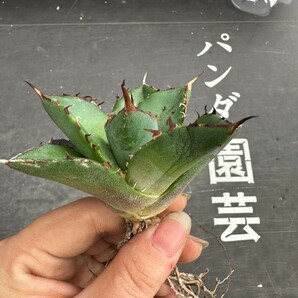 N107【パンダ園芸】アガベ チタノタ HADES ハデス 恐竜牙歯 Agave titanota Hades メリクロン株 発根済み の画像4