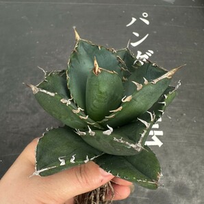 P5【パンダ園芸】 特選 アガベ チタノタ柊月 agave titanota holly moonの画像5