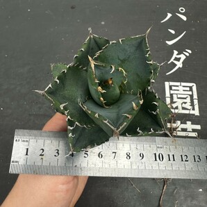 P6【パンダ園芸】 特選 アガベ チタノタ柊月 agave titanota holly moonの画像8