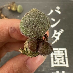 P19【パンダ園芸】特選 珍奇植物 Tylecodon nolteei チレコドン ノルティ 3株の画像2