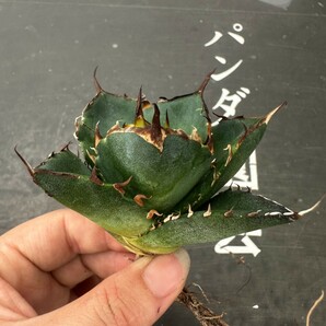 P23【パンダ園芸】アガベ チタノタ HADES ハデス 恐竜牙歯 Agave titanota Hades メリクロン株 発根済み の画像2