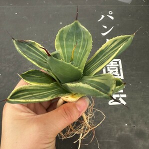 P46【パンダ園芸】多肉植物アガベ パリー トランカータ ライムストリーク アイス発根済みの画像6