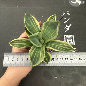 P46【パンダ園芸】多肉植物アガベ パリー トランカータ ライムストリーク アイス発根済みの画像9