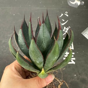 P52【パンダ園芸】特選 アガベ 多肉植物 マンガベ プレイングハンズ ‘Praying Hands’ 極上株 激レア！ 