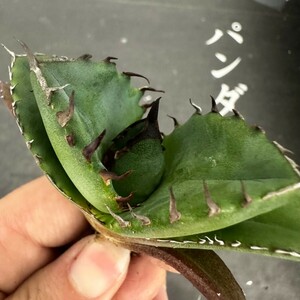 P61【パンダ園芸】発根済 稀少 アガベ チタノタ 翼竜 agave titanota pteranodon 