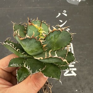 P92【パンダ園芸】多肉植物アガベ チタノタ フィリグリー 圓葉拇指台湾輸入株 強棘 発根済み