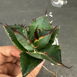 P94【パンダ園芸】アガベ　チタノタ HADES ハデス 恐竜牙歯 Agave titanota Hades　メリクロン株 発根済み 