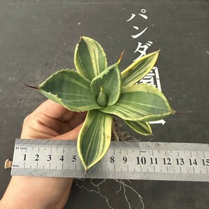 P104【パンダ園芸】多肉植物アガベ パリー トランカータ ライムストリーク アイス発根済みの画像7