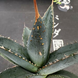 Q6【パンダ園芸】アガベ チタノタ 帝君 agave emperor 極上強棘 優良血統極上株 