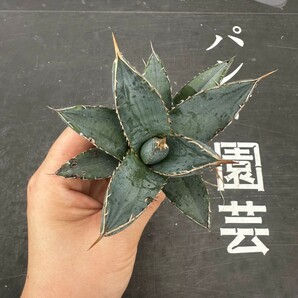 Q7【パンダ園芸】アガベ チタノタ 帝君 agave emperor 極上強棘 優良血統極上株 の画像2