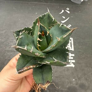 Q29【パンダ園芸】 特選 アガベ チタノタ柊月 agave titanota holly moonの画像4