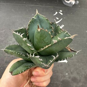 Q29【パンダ園芸】 特選 アガベ チタノタ柊月 agave titanota holly moonの画像8