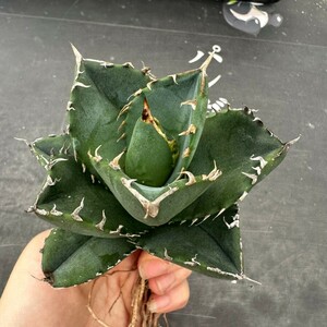 Q30【パンダ園芸】 特選 アガベ チタノタ柊月 agave titanota holly moon