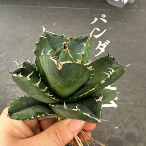 Q30【パンダ園芸】 特選 アガベ チタノタ柊月 agave titanota holly moonの画像4